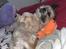 Shih tzu Tjavsi (Lille-T)