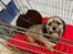 Shih tzu Tjavsi (Lille-T)