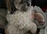 Shih tzu Tjavsi (Lille-T)