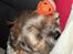 Shih tzu Tjavsi (Lille-T)