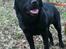 Labrador retriever Balder (Sympa Emil)