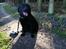 Labrador retriever Balder (Sympa Emil)