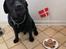 Labrador retriever Balder (Sympa Emil)