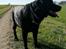 Labrador retriever Balder (Sympa Emil)