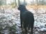 Labrador retriever Balder (Sympa Emil)