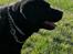 Labrador retriever Balder (Sympa Emil)