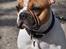 Fransk bulldog Carlo