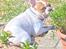 Fransk bulldog Carlo