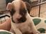 Fransk bulldog Carlo