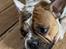 Fransk bulldog Carlo