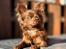 Chihuahua Nellie