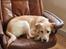 Labrador retriever Puk