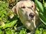 Labrador retriever Puk