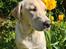 Labrador retriever Puk