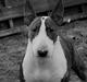 Bullterrier Else