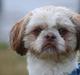 Shih tzu Carlo
