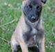 Malinois Sonic Ostraryka