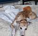 Whippet Ea