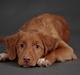 Nova scotia duck tolling retriever Markdorff's Sweet Cream and Cookies "Sisu"