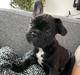 Fransk bulldog Benzon