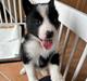 Karelsk bjørnehund Daisy ( Hjortemosegaard Bright star )