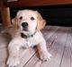 Golden retriever Cosmo