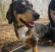 Gravhund Benji