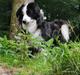 Miniature American Shepherd Nimbus (Truecolorsshining Busy Billybob)