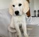 Golden retriever Lady