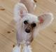 Chinese crested hårløs Zico Stella (Hottie Tot's Foxie Flash)