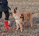 Laekenois Sunred`s Cindy v.quint ( himmelhund)