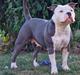 American Bully Blanca