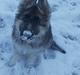 Schæferhund Coco