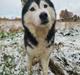 Siberian husky Sheena (Mesmocans Black Betty)