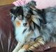 Miniature American Shepherd Hailie