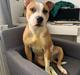 Staffordshire bull terrier Asta