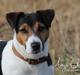 Jack russell terrier Amy's Choice Jaqen H'ghar