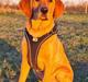 Labrador retriever Rolf fox red 