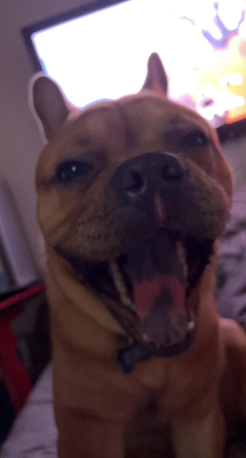 Blanding af racer Alfred billede 6