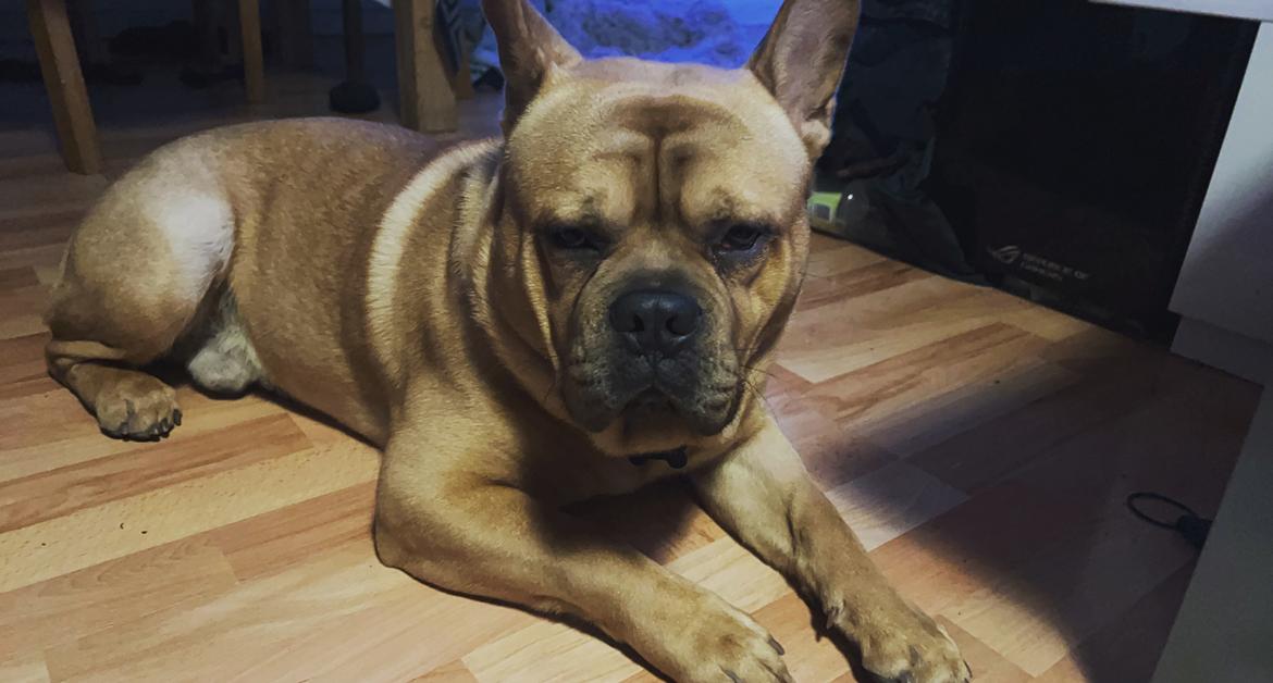 Blanding af racer Alfred billede 7