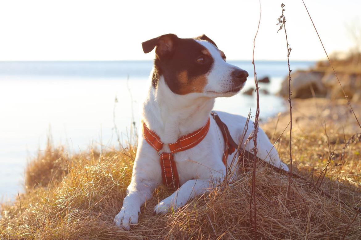 Dansk svensk gaardhund Norbert billede 4
