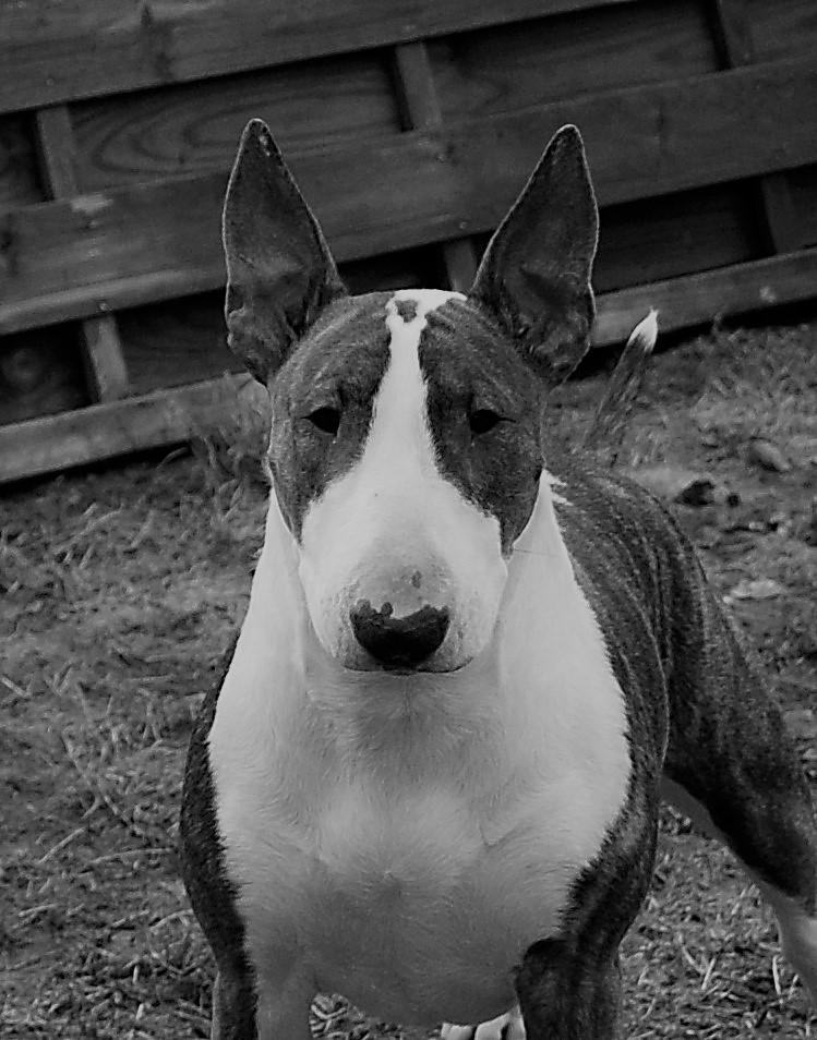 Bullterrier Else - Else 1 år billede 1