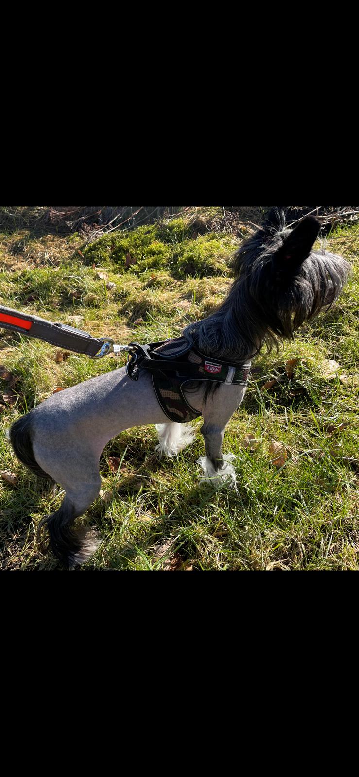 Chinese crested hårløs DJ billede 48