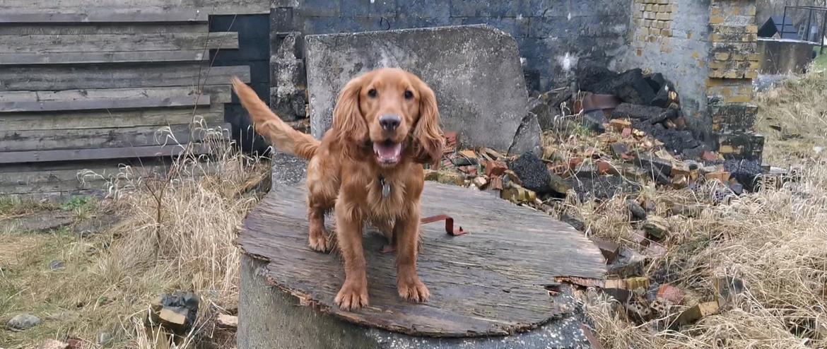 Field Trial Cockerspaniel Kapow  29 juni 2020 - Februar 2022 billede 28