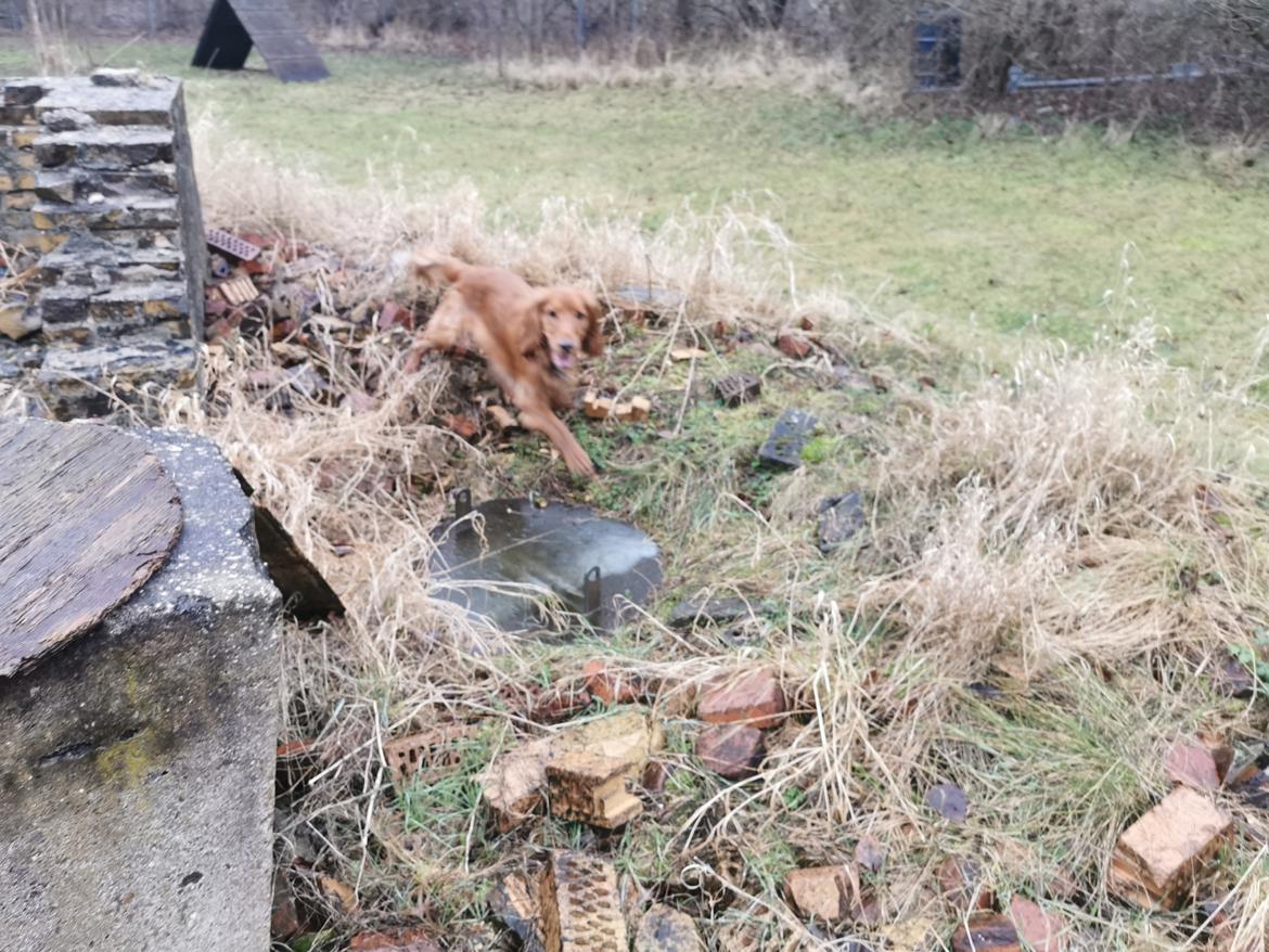 Field Trial Cockerspaniel Kapow  29 juni 2020 - Februar 2022 billede 29