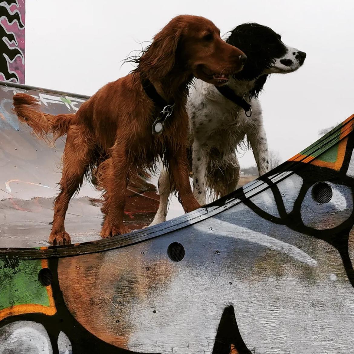 Field Trial Cockerspaniel Kapow  29 juni 2020 - Februar 2022 billede 31