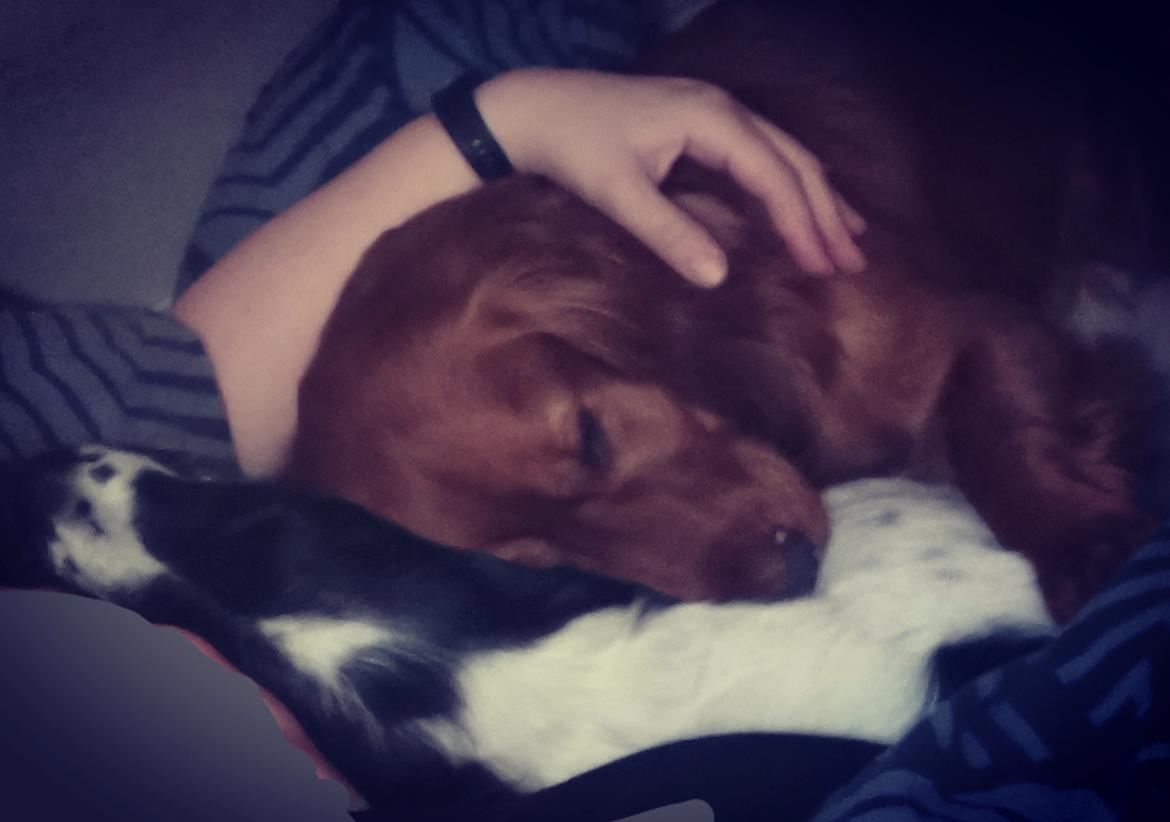 Field Trial Cockerspaniel Kapow  29 juni 2020 - Februar 2022 billede 30