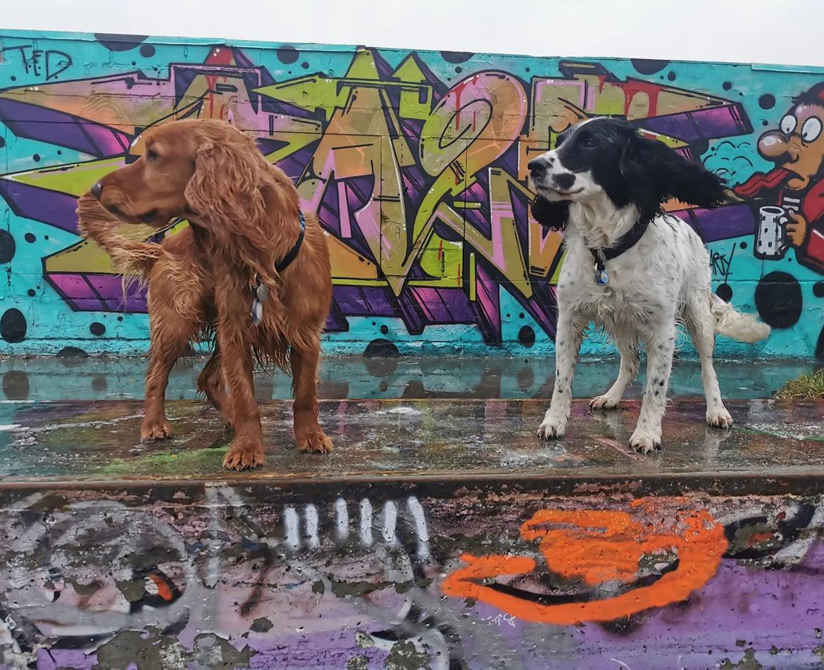 Field Trial Cockerspaniel Kapow  29 juni 2020 - Februar 2022 billede 32