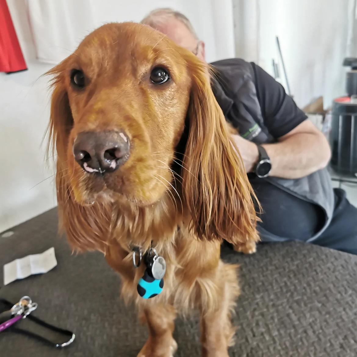 Field Trial Cockerspaniel Kapow  29 juni 2020 - Marts 2022 billede 33