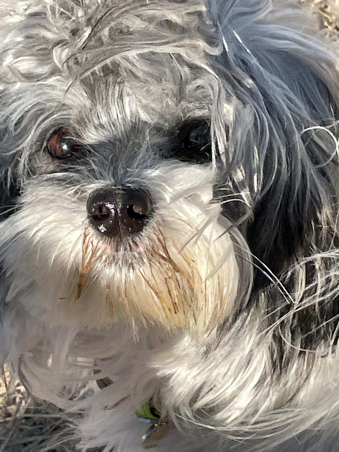 Løwchen Holtevejen’s Miss Ford Focus billede 9